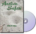 Order the Antlion Safari DVD