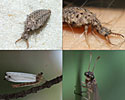 Browse antlion photographs