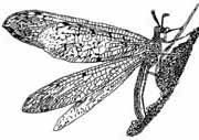 Antlion laying eggs (line drawing)