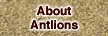 About Antlions