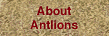 About Antlions
