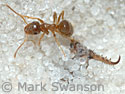 antlion and ant