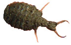 Antlion ("doodlebug")