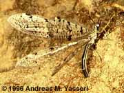 Antlion laying eggs