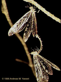 Antlions mating